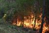 France's forest management may need to change to prevent more wildfires in Les Landes