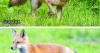 Michigan has two fox species. Have you seen the gray one?