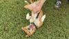 World-class snuggler: Meet Lexi, the Nebraska Humane Society's pet of the week