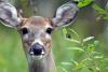Become A Community Scientist By Surveying Wildlife For The DNR