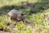 Seeing more armadillos this summer? What to watch for in Florida
