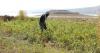 Qatar's Baladna to invest $3.3bn in Syrian farming project