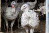 Wenger Group completes acquisition of Plainville Farms