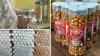 APEDA Strengthens Bihar Makhana Exports Through First Sea Shipment to Canada