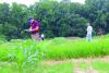 Wye REC hosts Northeastern Collegiate Weed Science Contest