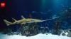 Critically endangered sawfish are still killed for teeth carved into cockfighting spurs; one rostrum can produce products worth roughly $8,000