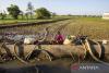 Indonesia tackles 294 drought hotspots to protect food security