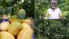 APEDA Boosts Karnataka Mango Exports with First Air Shipment to Maldives