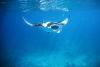 Fushifaru Maldives invites guests to experience manta ray season in Lhaviyani Atoll