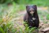 One Fur the Road | The Curious Case of the Escaped Mink