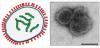 Rare, Untreatable Fatal Virus Found In New York For The 1st Time