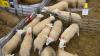 Livestock transport fears cloud UK-EU SPS talks