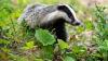Badger TB testing and cull trial begins in Northern Ireland