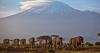 Kenya: Fifteen elephants found dead of suspected pesticide poisoning