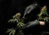 Cannabis Did Not Always Produce THC and This Study Shows How Evolution Figured It Out