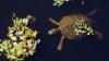 A giant invasive aquatic weed is choking a favorite Louisiana lake