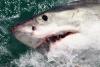 El Nino brings white sharks and sea snakes to California