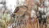 Humans are to blame for urban Cooper’s hawk deaths, study says