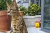 'Wild cat' on the loose in Ohio turns out to be Savannah cat