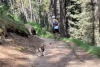 New research finds off-leash dogs often escalate bear encounters