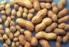 Arkansas sets peanut field day for Aug. 5