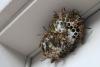 Illinois Wasps: Here’s Why It’s A Mistake To Kill Them