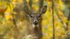 Want to get an antlerless deer permit in Maine? The application window has been extended