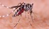 Deadly mosquito-borne 'breakbone' virus detected in Tampa resident who hadn't left the state… as CDC updates global travel warning
