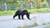 Bear season is here. Here's how North Carolina Wildlife officials say to protect your property.