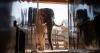 Campaigners demand sanctuary for Johannesburg Zoo elephants