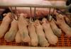 U.S. hog inventory edges lower in June