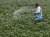 1,117 FIRs filed in 2 years over fertiliser black marketing, hoarding: Govt