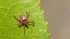 A Rare and Deadly Tick Virus With No Cure Has Taken Hold in New York
