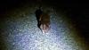 Boston will host the second-ever National Urban Rat Summit