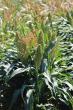 Sorghum futures get a boost from CME