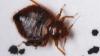 See where New York City ranks in list of worst cities for bed bugs