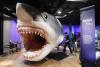 'Shark Week': Five times sharks swam into Odd News headlines