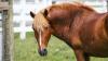Topnotch, longtime wild stallion, dies after sudden medical emergency at sanctuary