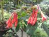 Fuchsia triphylla