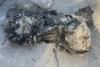 Poland Officially Confirms Russian Kh-101 Missile Crashed on Its Territory