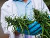 What Is THCV? The Truth About “Diet Weed,” Energy, and Getting High