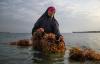Despite funding initiatives, government commitments, Tanzania seaweed sector faces sinking export totals