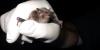 Endangered Indiana bats found in North Carolina for first time in 10 years