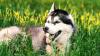 Pet of the week: Hero husky Bella honored after saving 6-year-old boy from charging bear