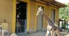 Zoo Boise takes precaution as unhealthy air quality persists