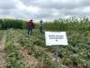 Student Weed Contest Gives Future Agronomists Hands-On Experience in Gothenburg 