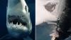 Hunt for ‘Sharkzilla’ terrorising New York coast & leaving trail of horror as scientists fear beast is nuclear mutant