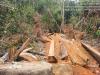 Environmental Activist Questioned Over Claims of Illegal Logging Linked to Officials