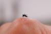 West Nile Virus Turns Up in Stratford Mosquitoes as Connecticut Enters Peak Human Case Months