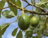 Ancient avocado trees may hold the key to protecting avocados worldwide